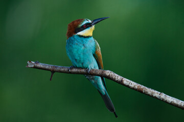 Golden bee-eater sitting on a branch