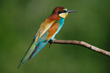 Golden bee-eater sitting on a branch