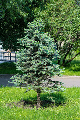 Blue spruce sapling on a green lawn