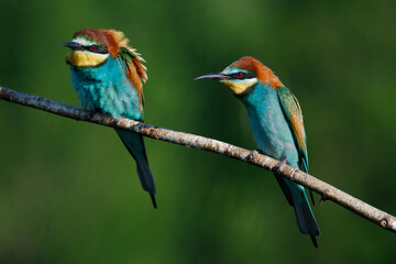 Golden bee-eater sitting on a branch