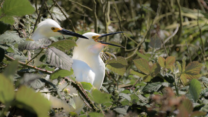 Snowy Egret heron (Egretta thula) birds nesting in green shrubs wildlife background