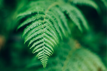 Beautiful green fern leaf, selective focus. Natural floral fern background.