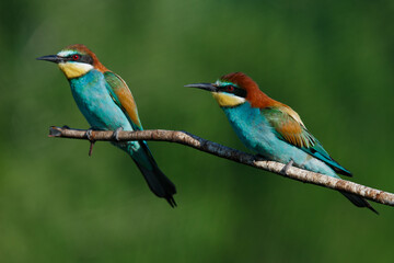 Golden bee-eater sitting on a branch