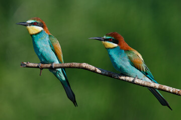 Fototapeta premium Golden bee-eater sitting on a branch