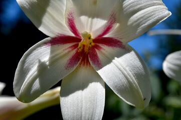 Trumpet Lily