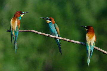 European bee-eater, merops apiaster.on Sunny morning, three birds are sitting on a branch.