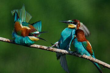 European bee eater Merops apiaster screaming at each other