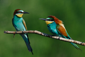 Golden bee-eater sitting on a branch