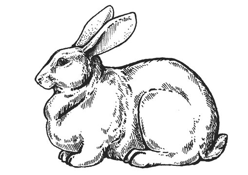 Rabbit, bunny. Vector farm animals. Vintage retro style classic illustration.