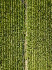 Champs de maïs vus du ciel