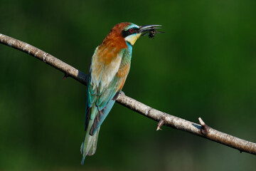 The European Bee-eaters, Merops apiaster is sitting and showing off on a nice branch, has some insect in its beak,