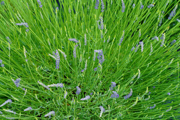 A field of fragrant lavender flowers at a lavender farm in New Jersey, United States