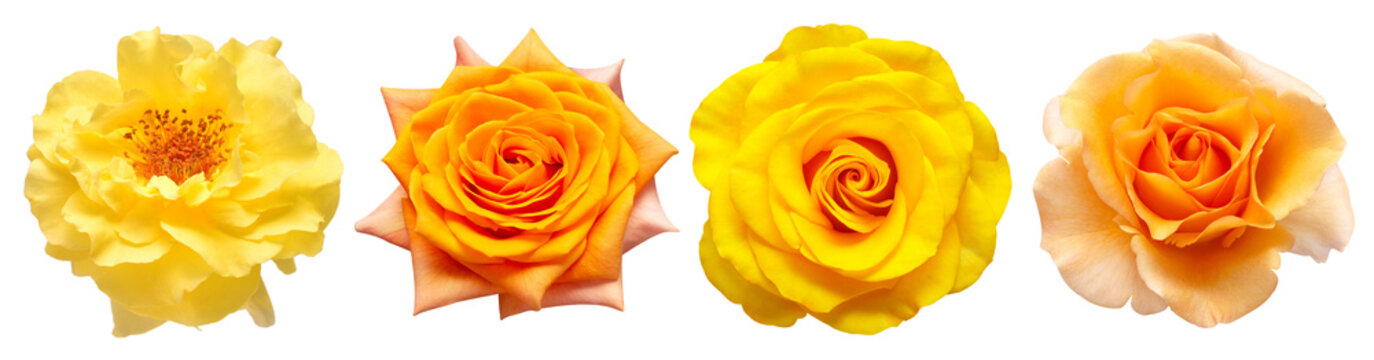 Collection orange and yellow flowers head roses isolated on a white background. Flat lay, top view
