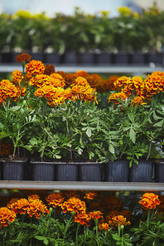 Vertical background image of red and orange potted flowers stacked on shelves in plantation, copy space