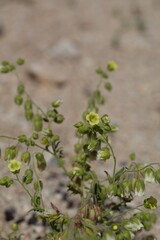 Small white blooms opening on Whispering Bells, Emmenanthe Penduliflora, Boraginaceae, native Herbaceous Annual in in the fringes of Twentynine Palms, Southern Mojave Desert, Springtime.