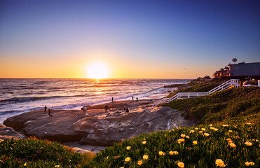 Ice plants take in the last sun of the day