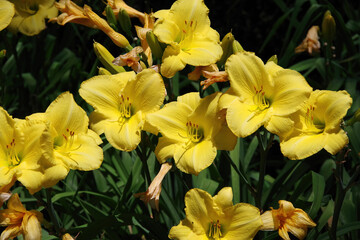 Close-up selective focus view of a group of bright yellow blooming fresh day lilies