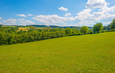 Grassy fields and trees with lush green foliage in green rolling hills below a blue sky in sunlight in summer