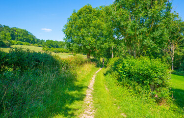 Obraz premium Sunken lane in a green deciduous forest in sunlight and shadows in summer