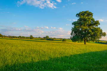 Fototapeta premium Grassy fields and trees with lush green foliage in green rolling hills below a blue sky in sunlight in summer