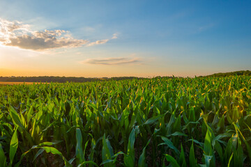 Field with corn on the slope of a hill below a blue sky in the light of sunset in summer