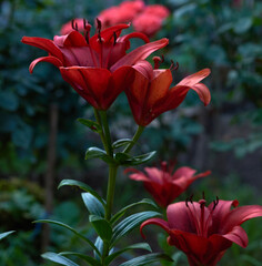 blooming red lilies with green stems and leaves in the garden