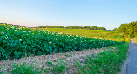 Green field with blooming potato plants on the slope of a hill below a blue sky with clouds in the light of sunset in summer