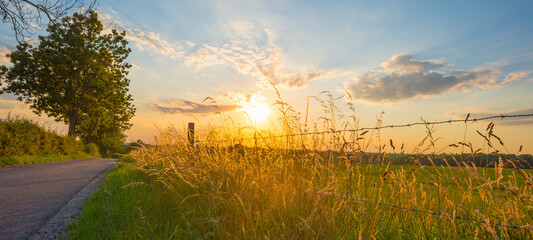 Grassy fields and trees with lush green foliage in green rolling hills below a blue sky in the light of sunset in summer