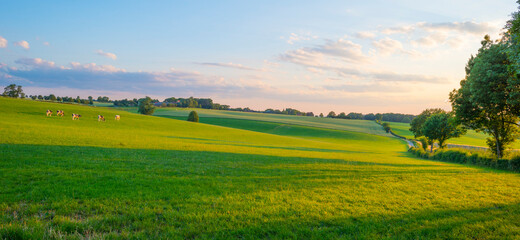 Grassy fields and trees with lush green foliage in green rolling hills below a blue sky in the light of sunset in summer
