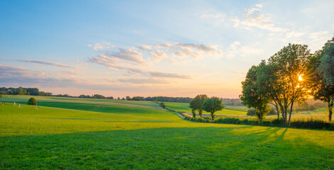 Grassy fields and trees with lush green foliage in green rolling hills below a blue sky in the light of sunset in summer - Powered by Adobe