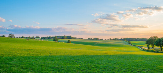 Grassy fields and trees with lush green foliage in green rolling hills below a blue sky in the light of sunset in summer