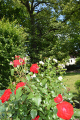 BIAŁO- CZERWONE  RÓŻE  © jaceka