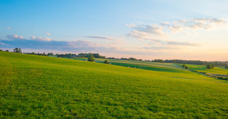 Grassy fields and trees with lush green foliage in green rolling hills below a blue sky in the light of sunset in summer - obrazy, fototapety, plakaty