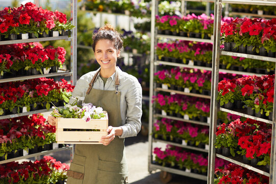 Waist up portrait of smiling young woman holding box of flowers while enjoying work in plantation outdoors, copy space