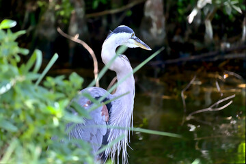 Great Blue Heron next to pond