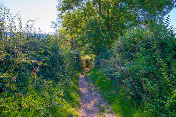 Sunken lane in a green deciduous forest  in sunlight and shadows in summer