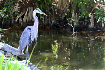 Great Blue Heron next to pond