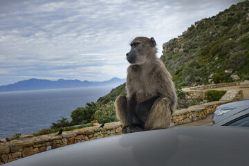 Obraz na płótnie Canvas Baboon (Papio cynocephalus) in Cape of Good Hope Nature Reserve on southern tip of the Cape Peninsula in South Africa.