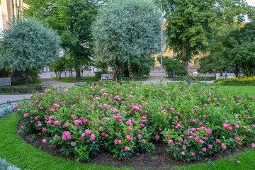 Amazing roses flowerbed in Helsinki - awe summer !