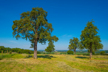 Apple trees in an orchard in a green meadow on the slope of a hill below a blue sky in sunlight in summer