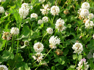 Meadow clover on green defocused background, white clover