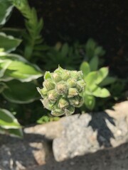 the top of a succulent plant