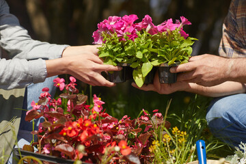 Close up of two unrecognizable people holding potted flowers while gardening outdoors in sunlight, copy space
