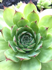 close up of a succulent plant 
