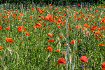huge field of red poppy flowers