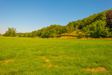 Grassy fields and trees with lush green foliage in green rolling hills below a blue sky in sunlight in summer
