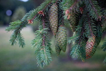 nature evergreen spruce backdrop. selective focus. christmas symbol. wallpaper or backdrop. blue spruce.