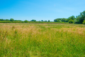 Grassy fields and trees with lush green foliage in green rolling hills below a blue sky in sunlight in summer