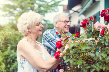 Senior man and woman cutting the garden roses in front of their house