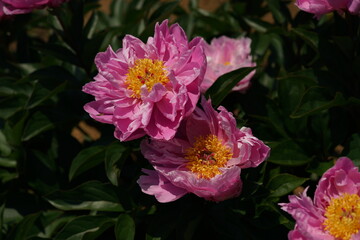 Light Pink Japanese Peony